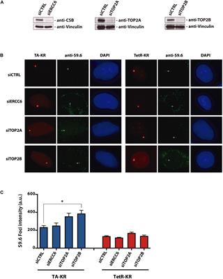 Functions of the CSB Protein at Topoisomerase 2 Inhibitors-Induced DNA Lesions